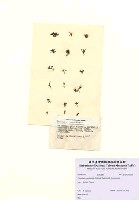 藏品(Pterocladia caerulescens (Kützing) Santelices & Hommersand)的圖片